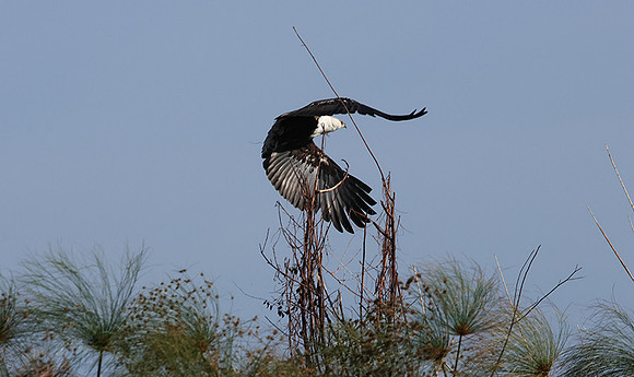 Delta of Okavango