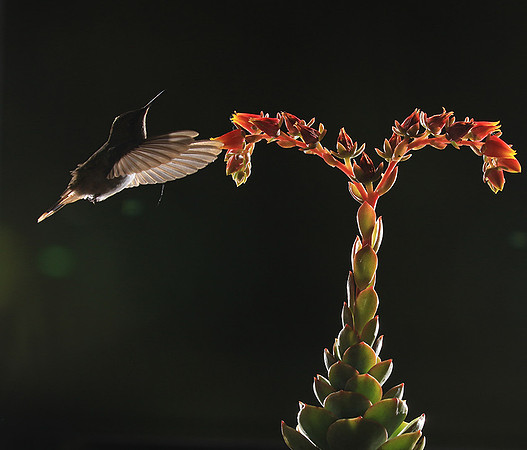 Volcano humming bird