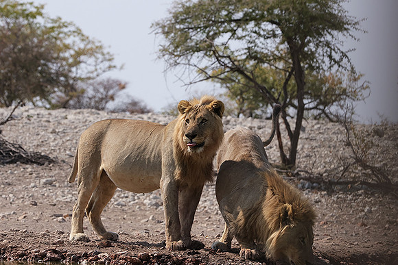 Ongava Private Reserve