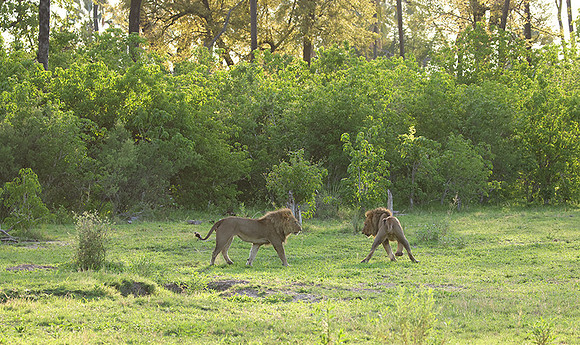 Delta of Okavango