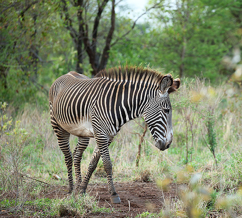 Grévy's zebra, endangered species - Meru National Park