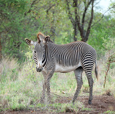 Grévy's zebra, endangered species - Meru National Park