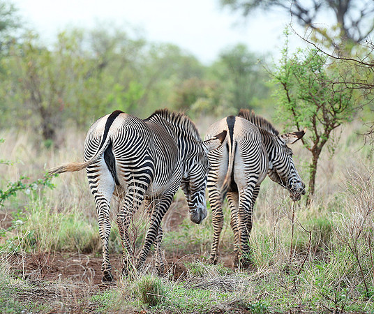 Grévy's zebra, endangered species - Meru National Park