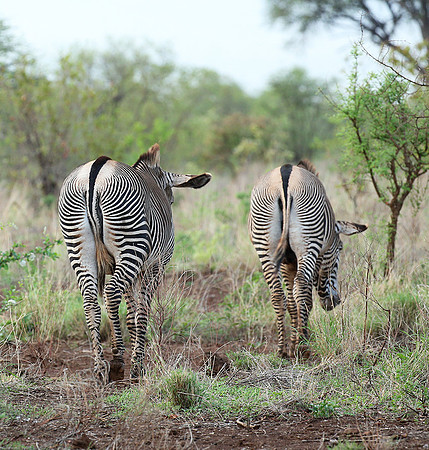 Grévy's zebra, endangered species - Meru National Park