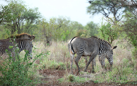 Grévy's zebra, endangered species - Meru National Park