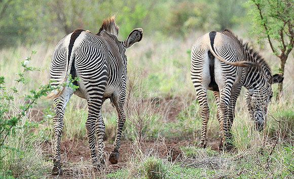 Grévy's zebra, endangered species - Meru National Park