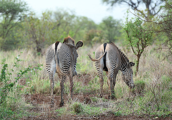Grévy's zebra, endangered species - Meru National Park