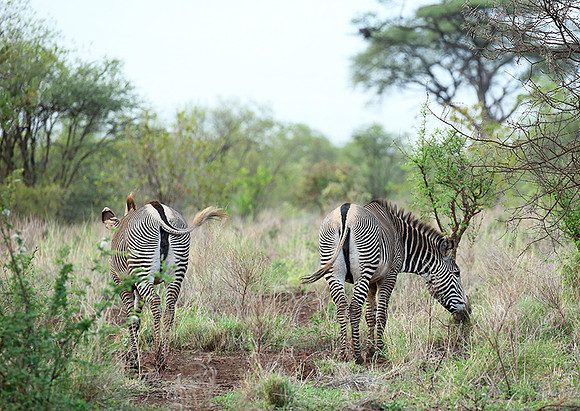 Grévy's zebra, endangered species - Meru National Park