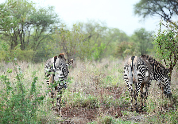 Grévy's zebra, endangered species - Meru National Park