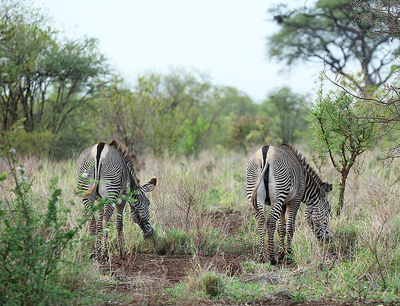Grévy's zebra, endangered species - Meru National Park