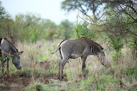 Grévy's zebra, endangered species - Meru National Park