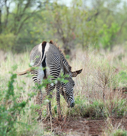 Grévy's zebra, endangered species - Meru National Park