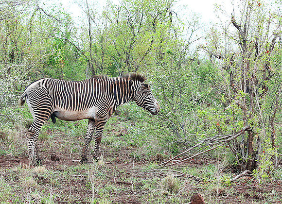Grévy's zebra, endangered species - Meru National Park