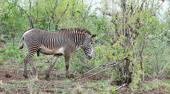 Grévy's zebra, endangered species - Meru National Park