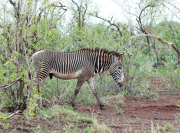 Grévy's zebra, endangered species - Meru National Park