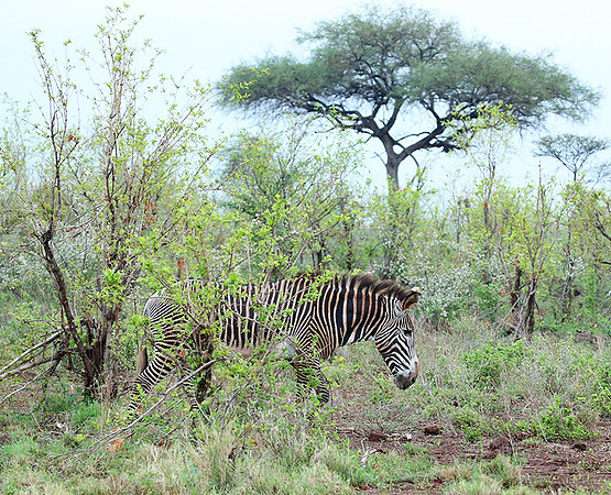 Grévy's zebra, endangered species - Meru National Park