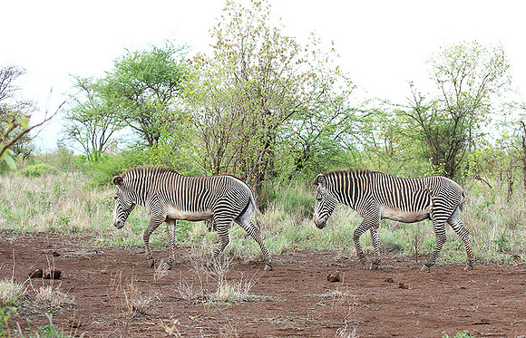Grévy's zebra, endangered species - Meru National Park
