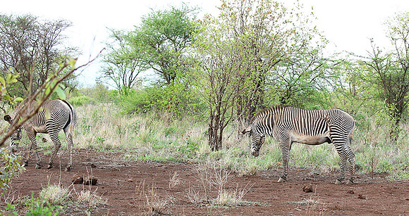 Grévy's zebra, endangered species - Meru National Park
