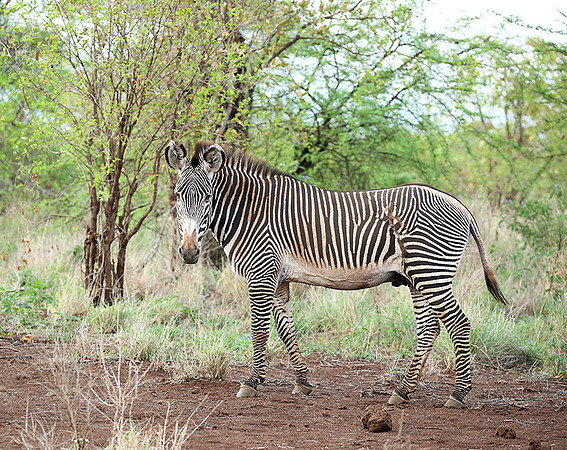 Grévy's zebra, endangered species - Meru National Park