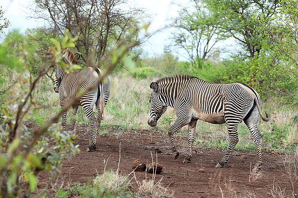 Grévy's zebra, endangered species - Meru National Park