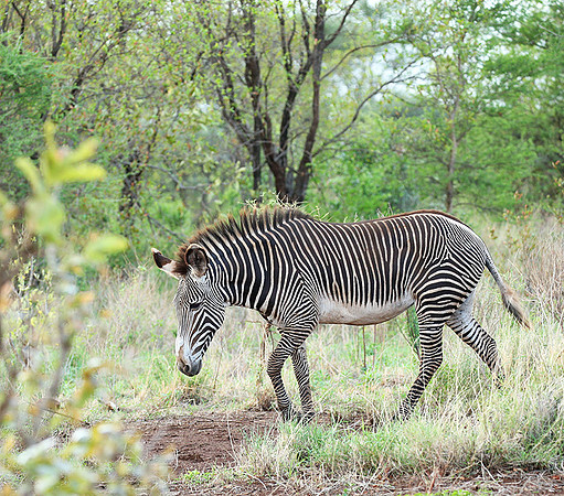 Grévy's zebra, endangered species - Meru National Park