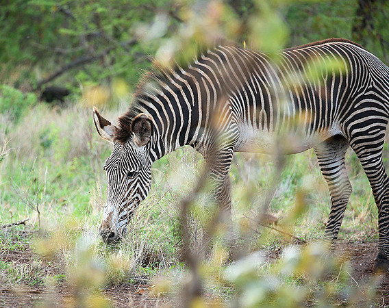 Grévy's zebra, endangered species - Meru National Park