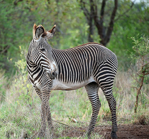Grévy's zebra, endangered species - Meru National Park