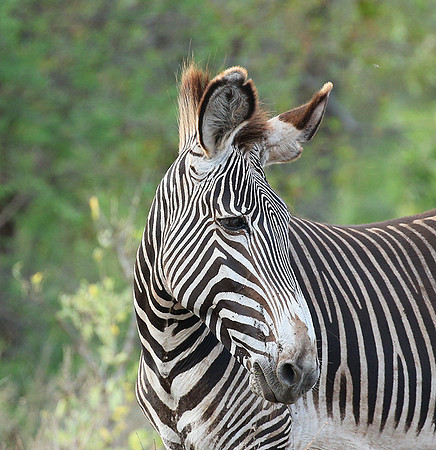 Grévy's zebra, endangered species - Meru National Park