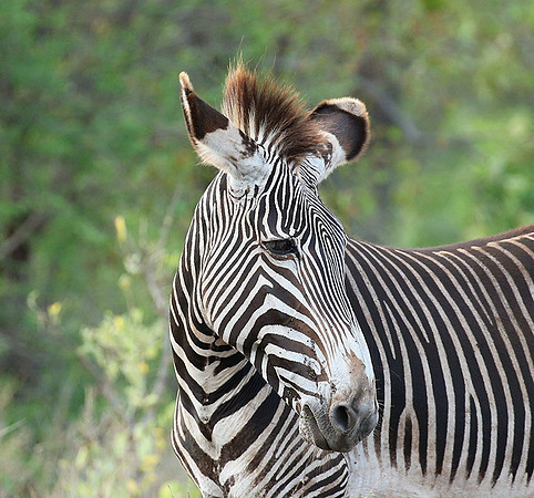 Grévy's zebra, endangered species - Meru National Park