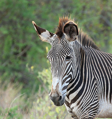 Grévy's zebra, endangered species - Meru National Park