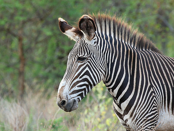 Grévy's zebra, endangered species - Meru National Park