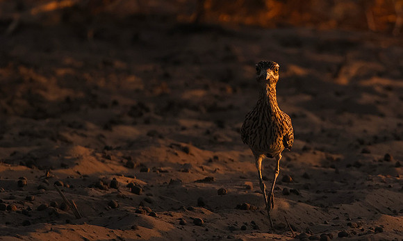 Spotted thick-knee - Tau Pan