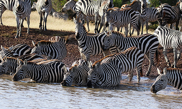 Serengeti - Grumeti Private Reserve