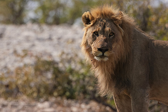 Ongava Private Reserve