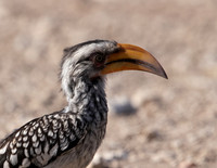 Southern yellow-billed hornbill - Ongava Private Reserve
