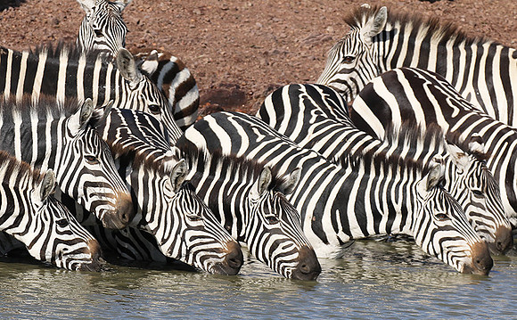 Serengeti - Grumeti Private Reserve