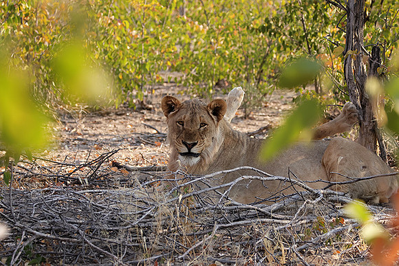 Ongava Private Reserve