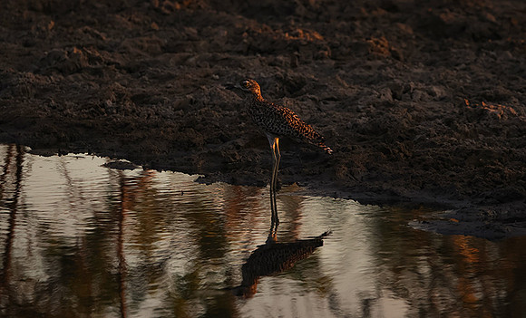 Spotted thick-knee - Tau Pan