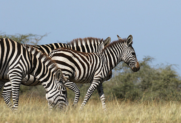 Serengeti - Grumeti Private Reserve