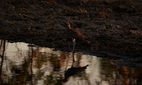 Spotted thick-knee - Tau Pan