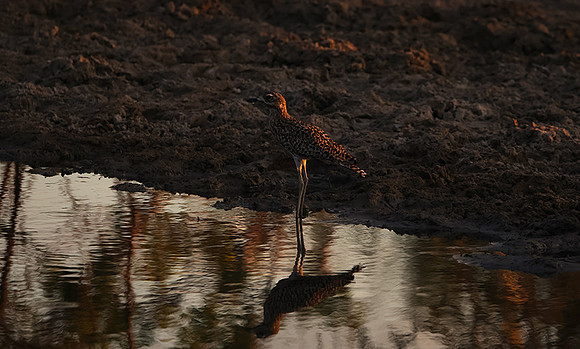 Spotted thick-knee - Tau Pan
