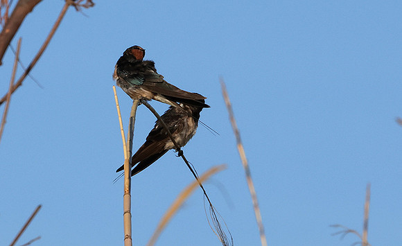 Barn swallow - Delta of Okavango