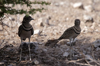 Double-banded courser - Tau Pan
