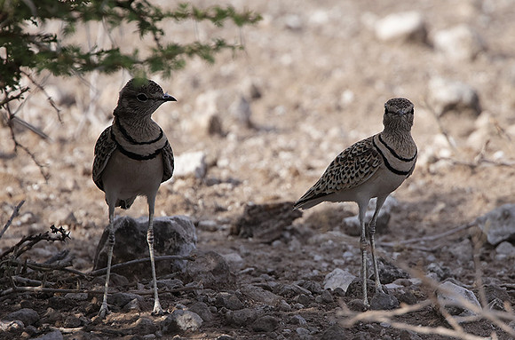 Double-banded courser - Tau Pan