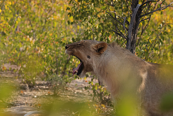 Ongava Private Reserve