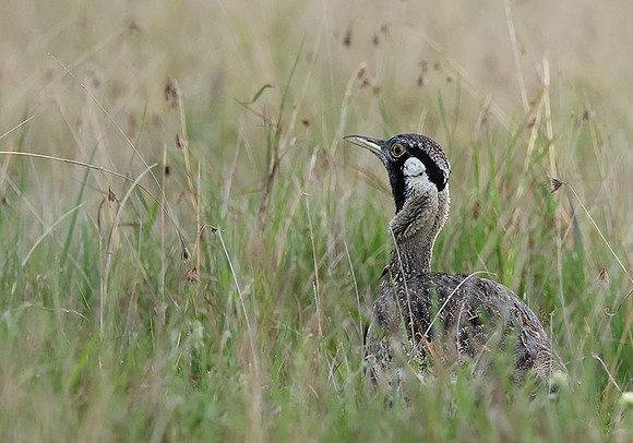 Black-bellied bustard - Borana