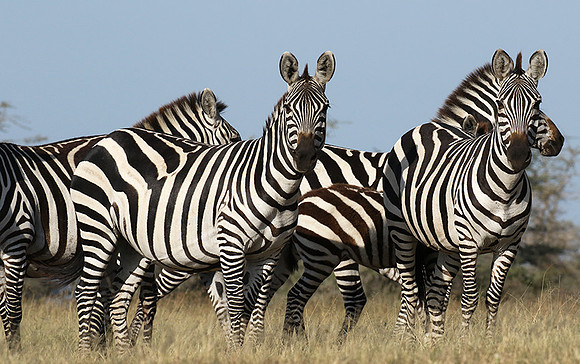 Serengeti - Grumeti Private Reserve