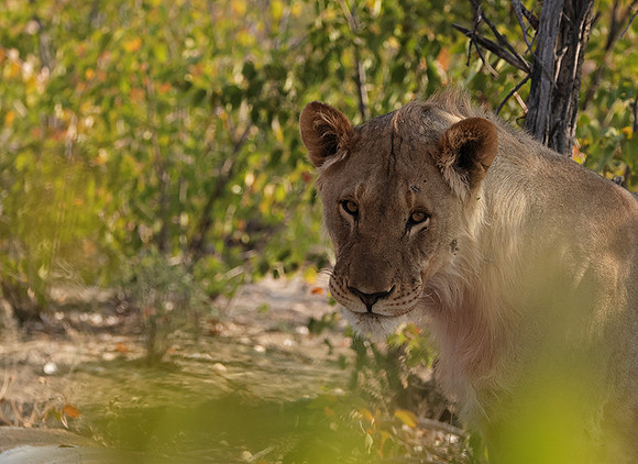 Ongava Private Reserve