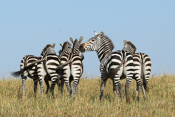 Masaï Mara
