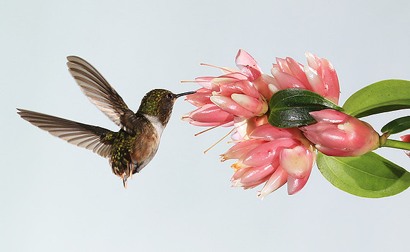 Volcano humming bird